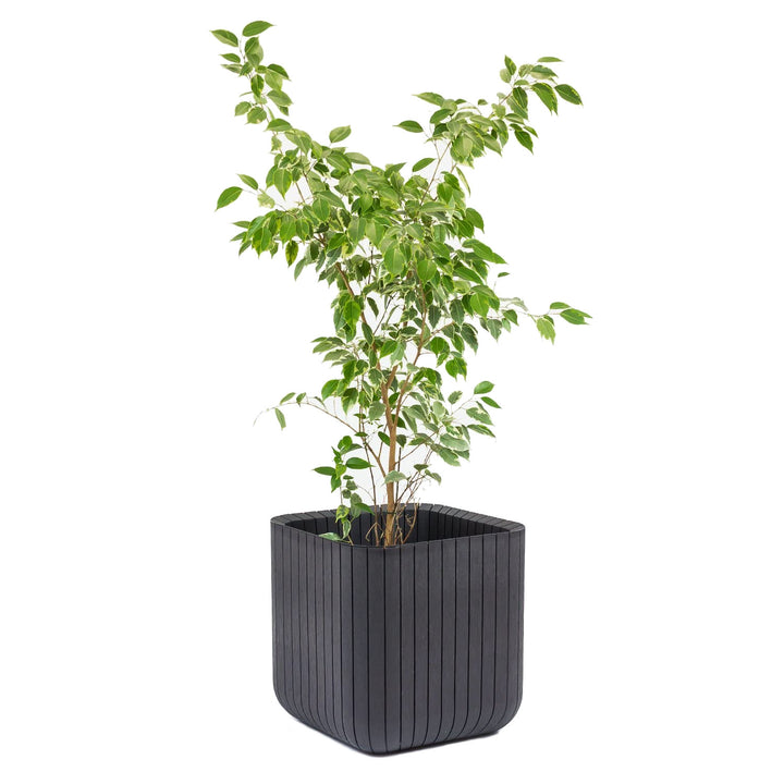 Pot de fleurs Planter M Anthracite Keter Cube Wood  21,5 litres