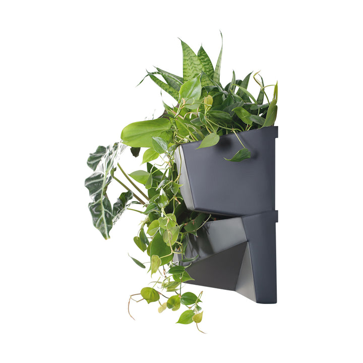 Verticale tuin Prosperplast Cascade Tuinmuur IO3W800-S433